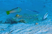 Halichoeres-hortulanus-Taeniura lymna Raie pastenague a points bleus Safaga Gamul kebir-7m-20171120-Denis-ADER-DSC_3066_tn
